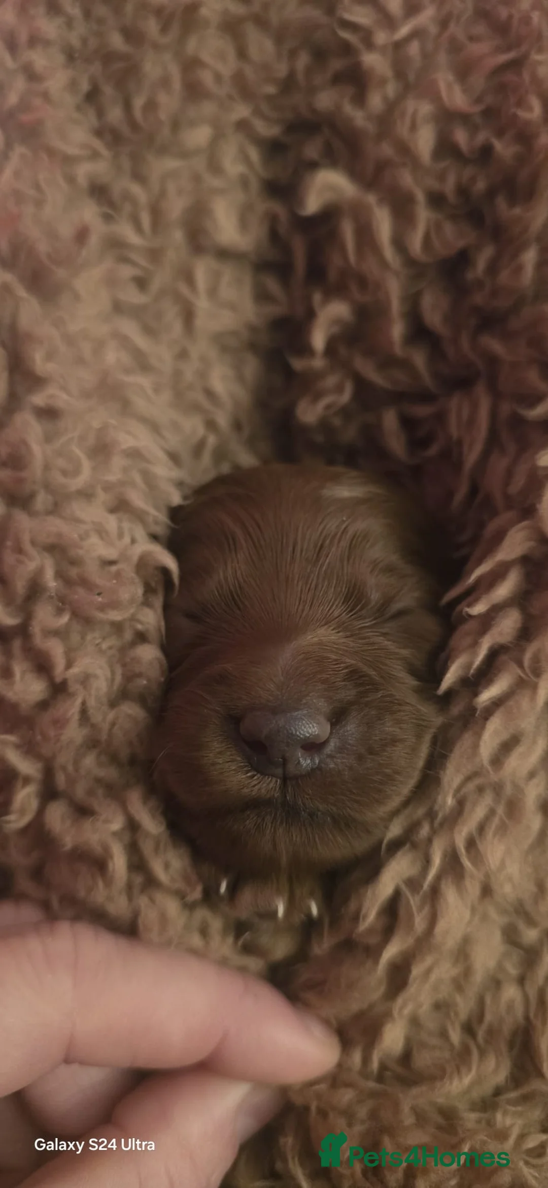 Mixed Breed dogs for sale: Stunning Irish Cockapoodledo's........ - Advert 16