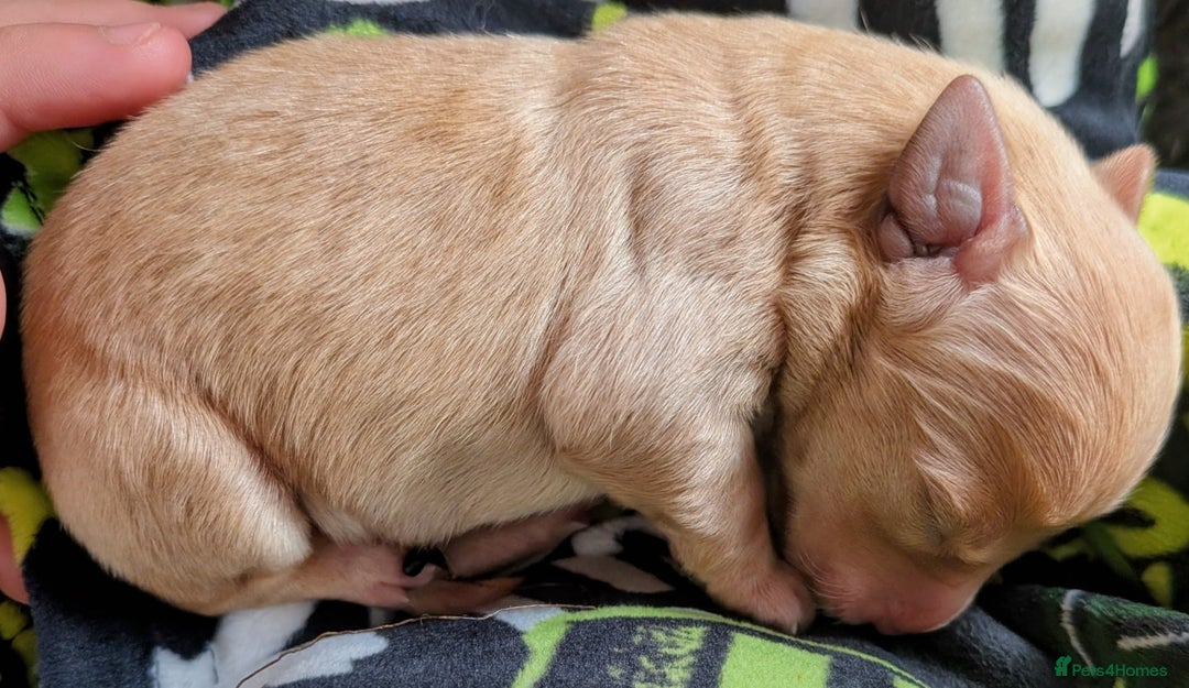 Goldador dogs for sale: Goldador puppies - all reserved  - Advert 19