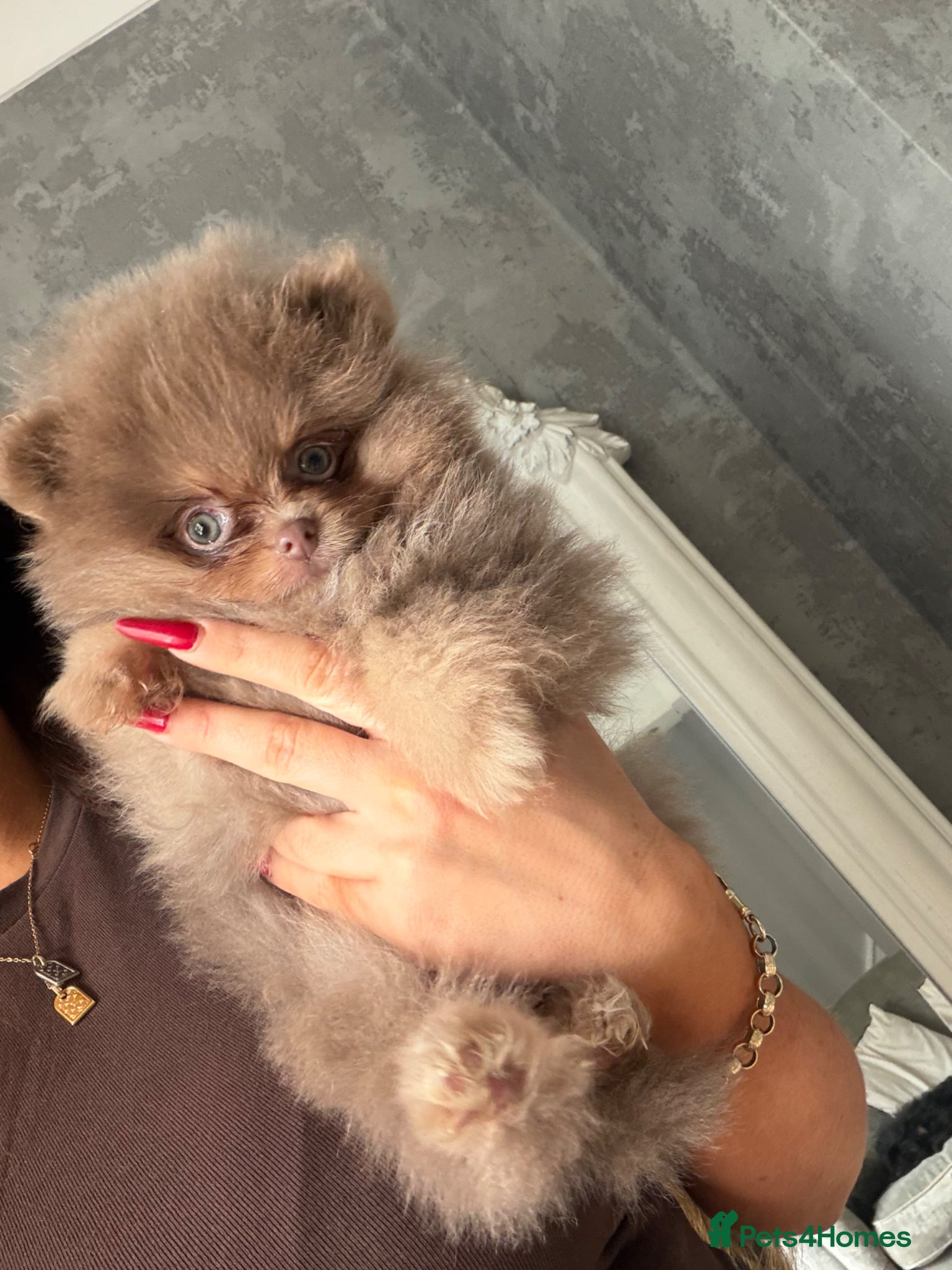 Pomeranian dogs Litter of insane quality Pomeranian pups 🔥🩷  - Advert 9