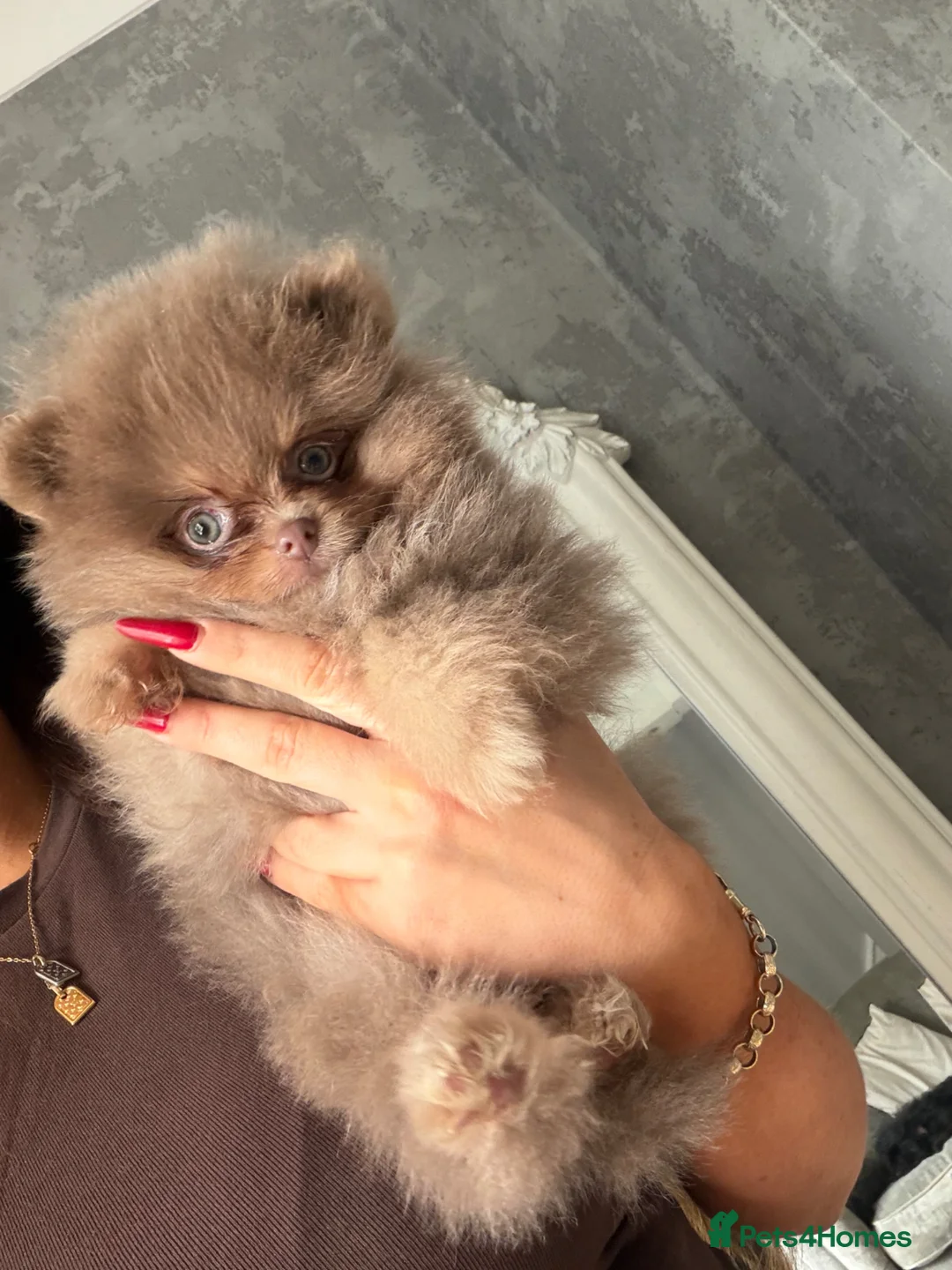 Pomeranian dogs for sale: Litter of insane quality Pomeranian pups 🔥🩷  - Advert 1
