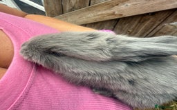 British Giant rabbits for sale: Giant rabbits  - Image 4