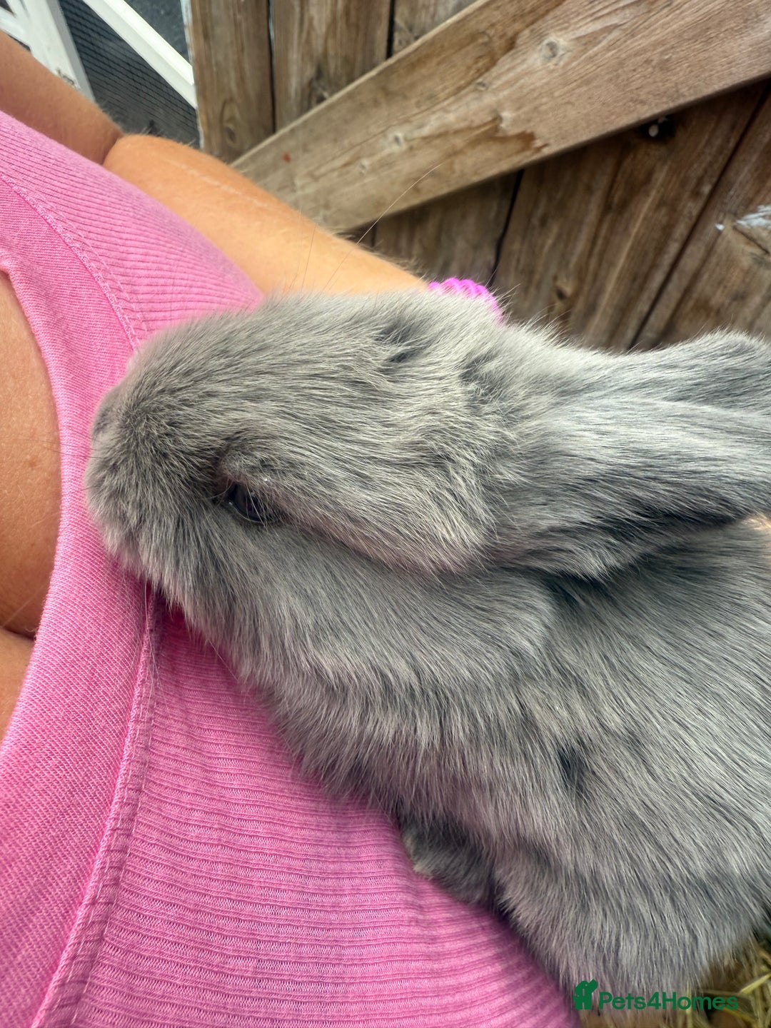 British Giant rabbits for sale: Giant rabbits  - Image 4