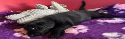 Flat coated Retriever dogs for sale: Flat Coated Retriever Puppies   - Advert 8