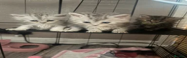 Persian 4