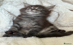 Maine Coon cats for stud: PROVEN/DNA CLEAR GCCF/TICA KING-SIZE STUD  in Dunfermline - Image 14
