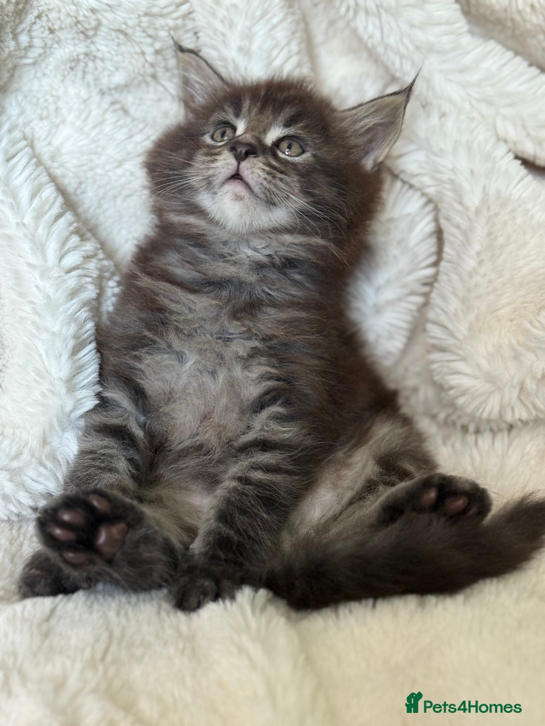 Maine Coon cats for stud: PROVEN/DNA CLEAR GCCF/TICA KING-SIZE STUD  in Dunfermline - Image 14