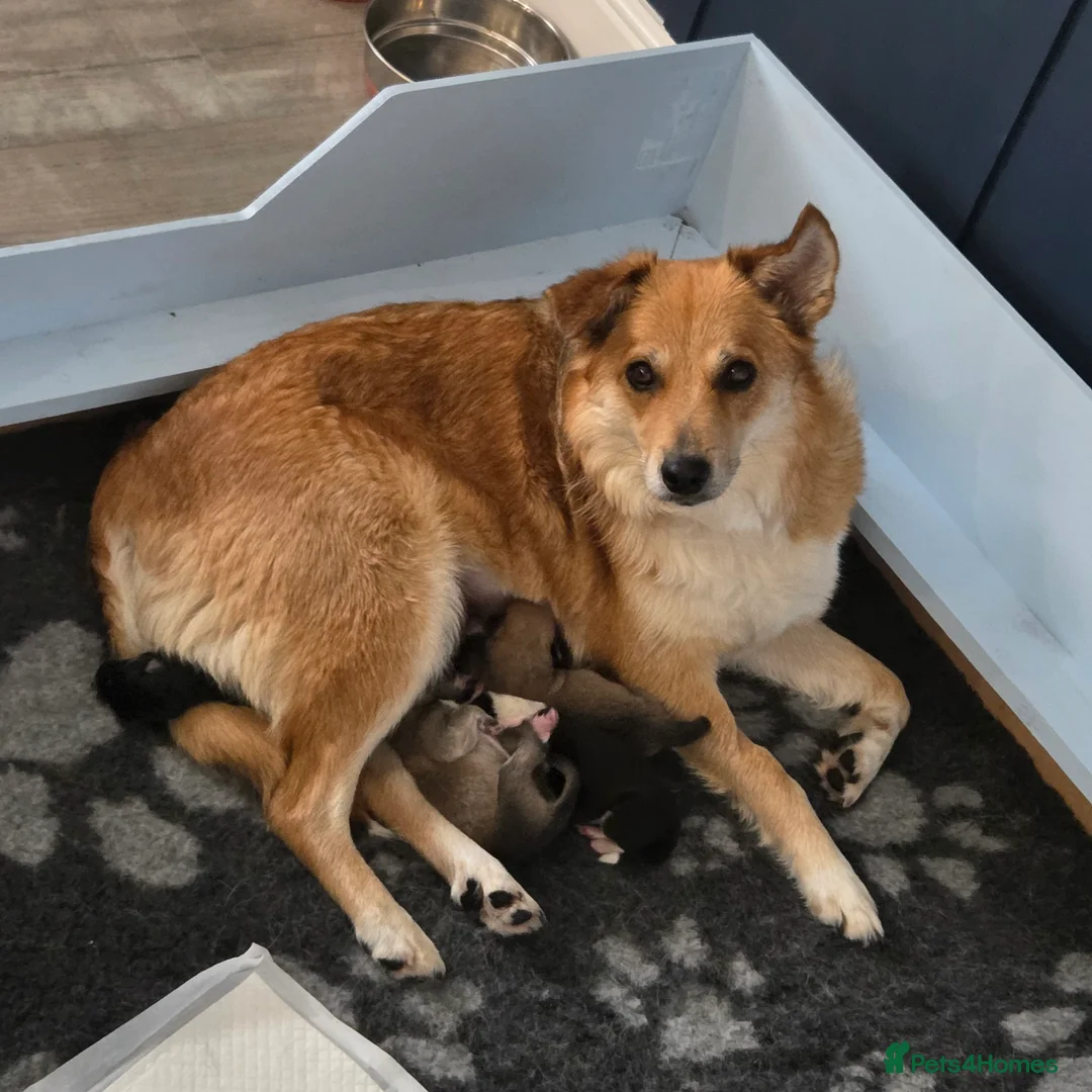 Mixed Breed dogs for sale: Gorgeous Border Collie Cross Puppies - Advert 2
