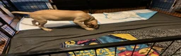 Labrador Retriever dogs for sale: Gorgeous Labrador Puppies, ready for forever homes - Advert 5