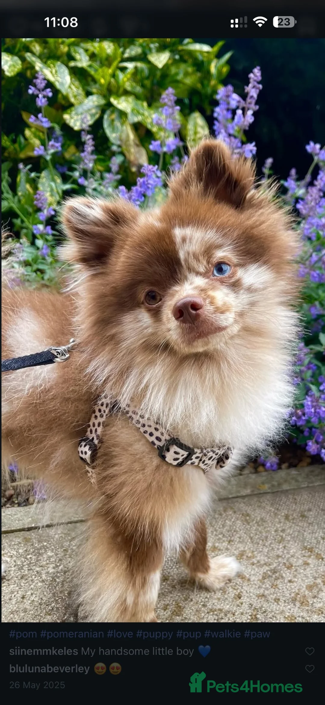 Pomeranian dogs for stud: Rare stunning multi eye tone choc-cream Pomeranian in York - Advert 1