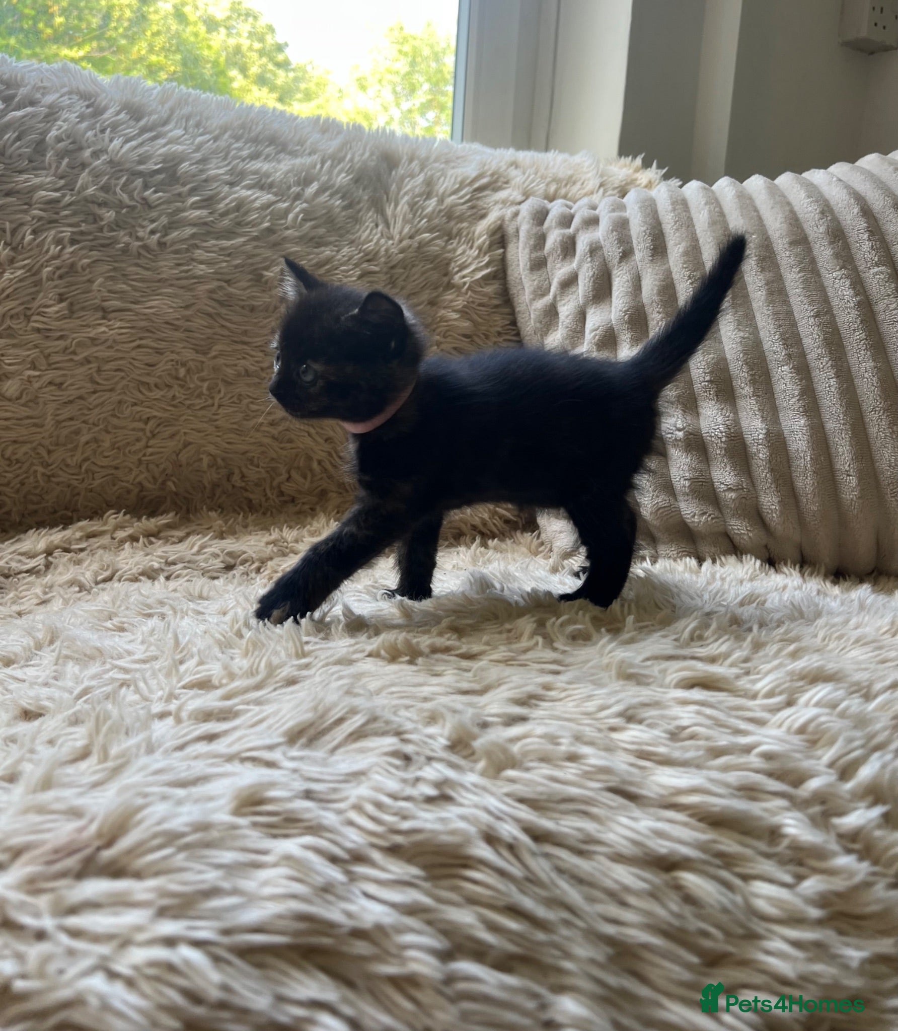 Maine Coon cats Maine Coon Cross Kittens Seeking Forever Homes - Advert 8