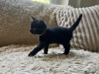 Maine Coon cats Maine Coon Cross Kittens Seeking Forever Homes - Advert 8