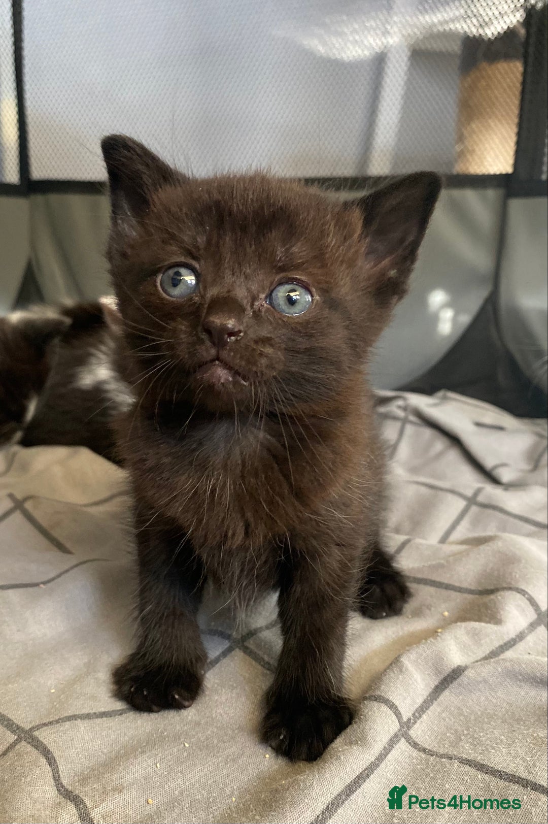 Domestic Shorthair cats for sale: ✨ Beautiful Kittens Ready Soon! ✨ - Image 3