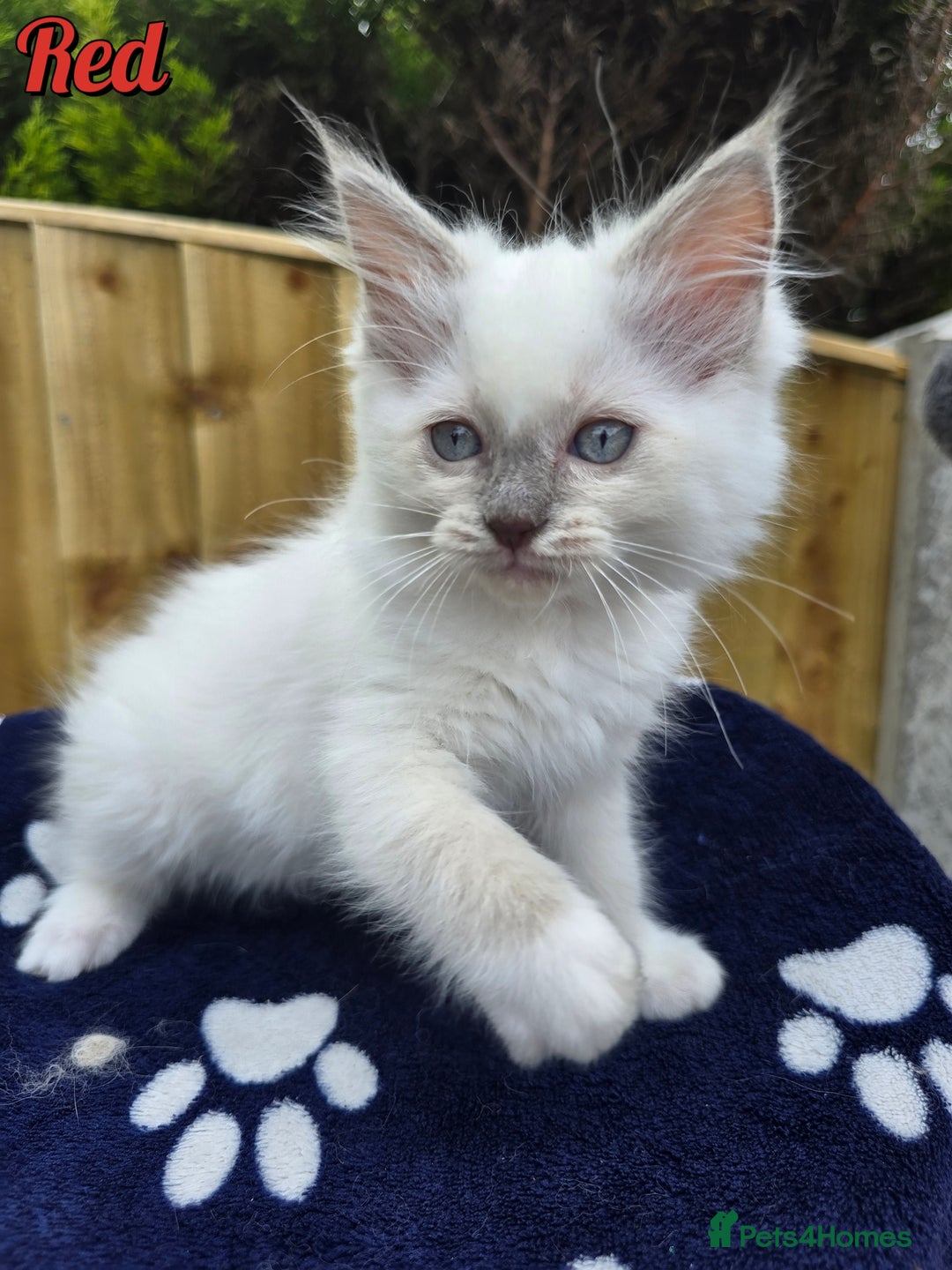 Ragdoll cats for sale: 🤍 STUNNING GCCF REGISTERED RAGDOLL KITTENS 🤍🤍 - Image 14