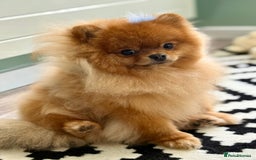 Pomeranian dogs for sale: Gorgeous sable Pom for rehome - Image 3