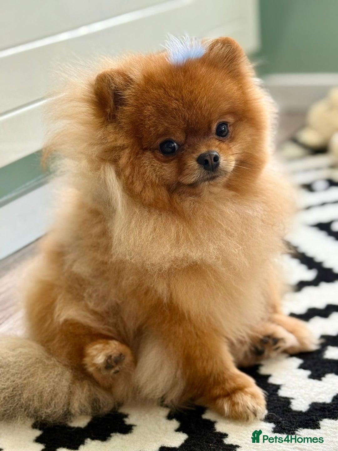 Pomeranian dogs for sale: Gorgeous sable Pom for rehome - Image 3