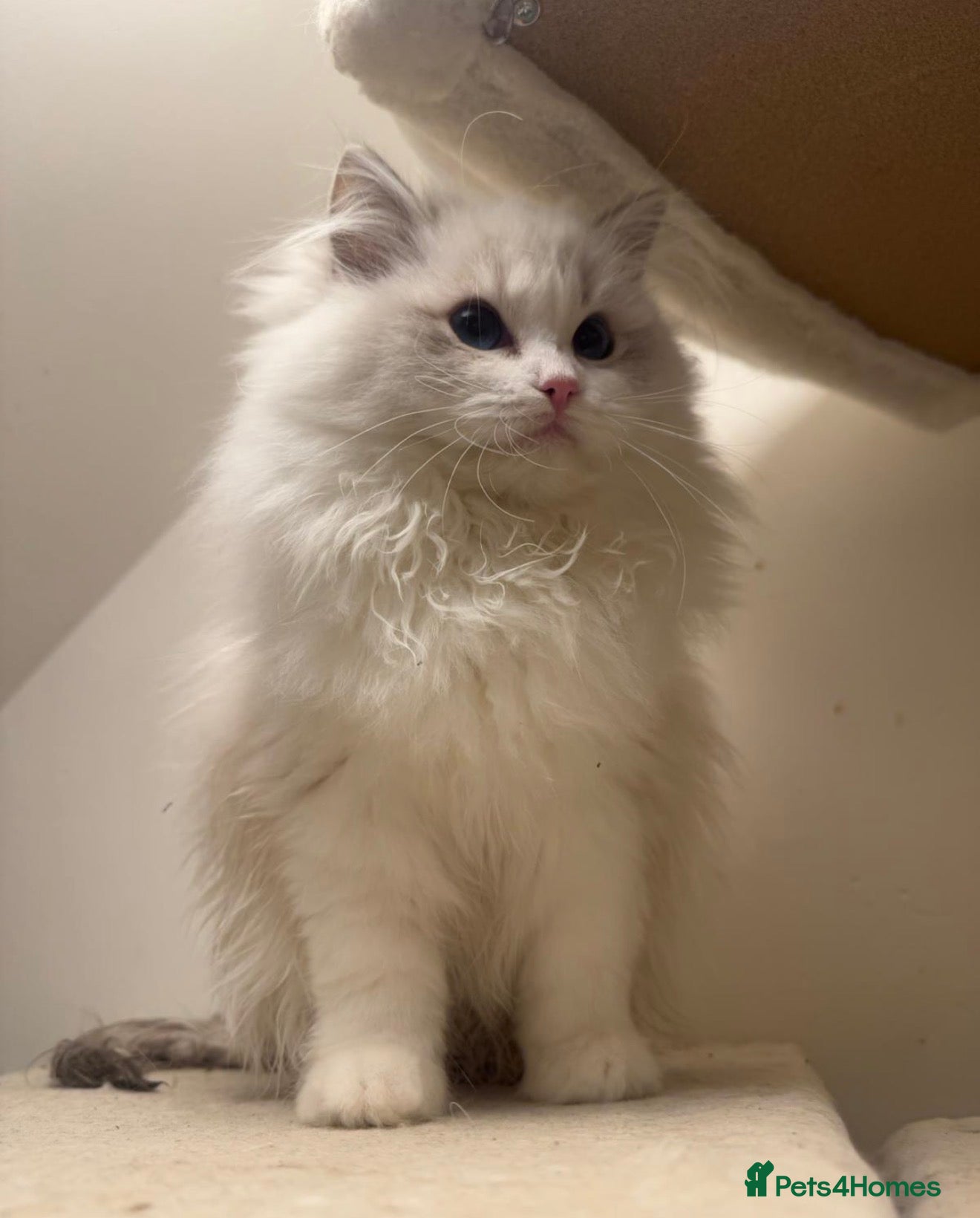 Ragdoll cats Female Blue Bi Colour and Kittens - Advert 1