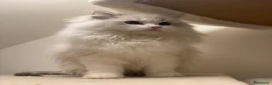 Ragdoll 3