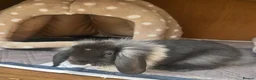 Mini Lion Lop rabbits for sale: Mini Lion Lop baby bunnies For Sale - Advert 3