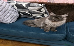 Maine Coon cats for sale: Pedigree XL Mainecoon kittens - Image 23