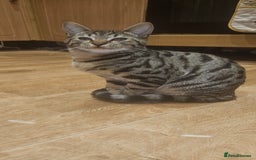 Bengal cats for sale: 5 month old bengal  - Image 2