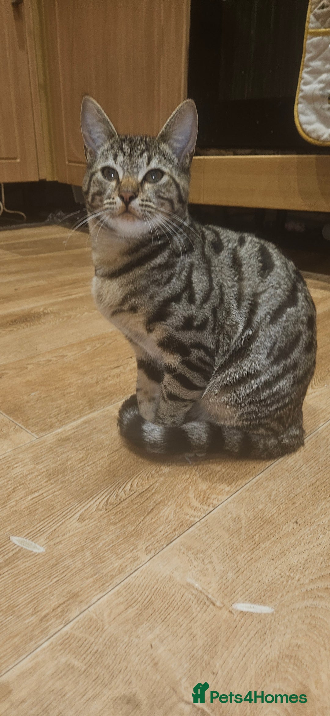 Bengal cats for sale: 5 month old bengal  - Image 2