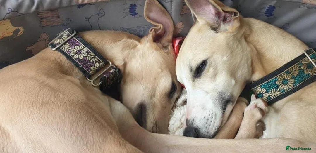 Whippet dogs for stud: Fantastic KC Reg Whippet Stud available in Worcester - Advert 6