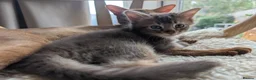 Abyssinian cats for sale: Abyssinian X for sale in Abingdon - Advert 2
