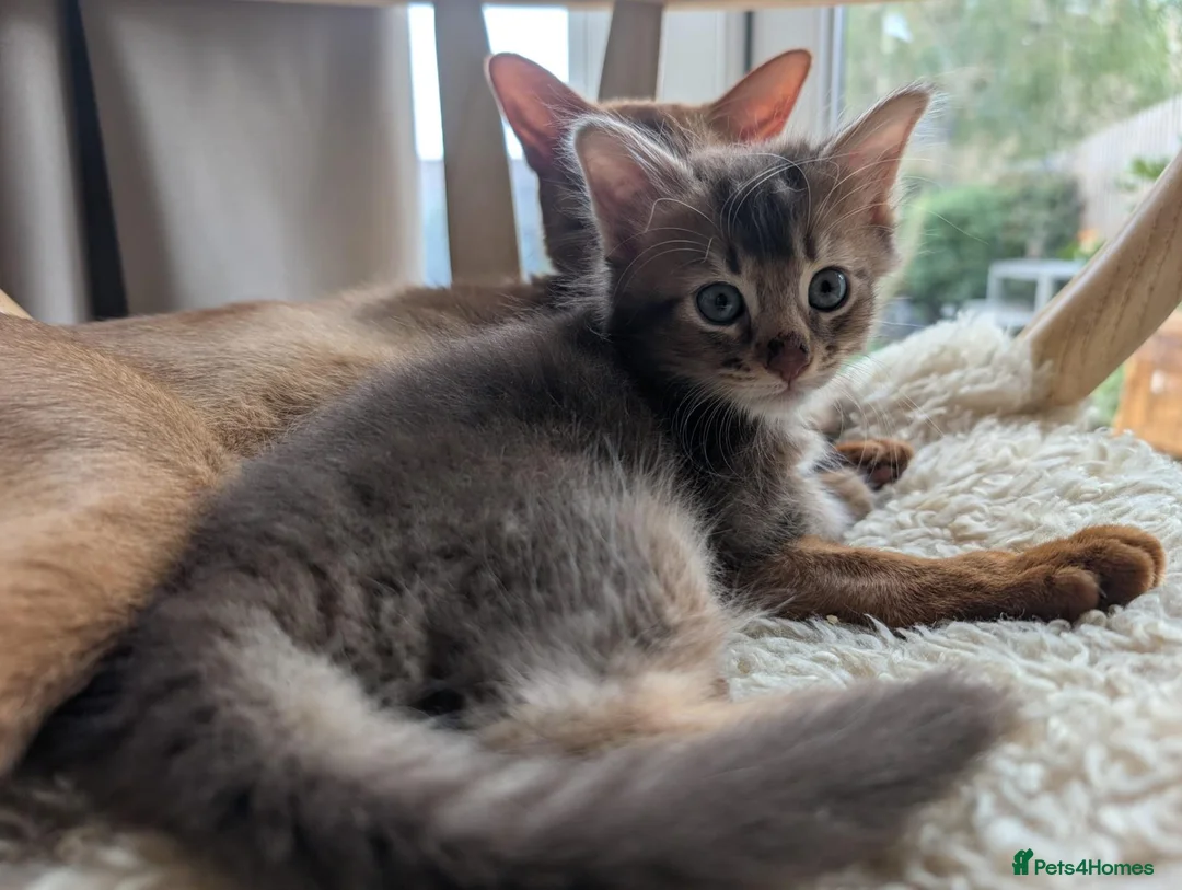 Abyssinian cats for sale: Abyssinian X for sale in Abingdon - Advert 2