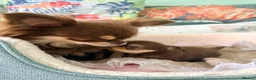 Chihuahua dogs for sale: Chocolate longhaired Chihuahua boy in Potters Bar - Advert 6