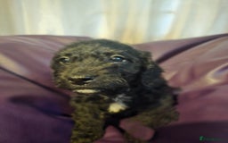 Mixed Breed dogs for sale: Poodles cross patterdale boy pupies - Advert 19