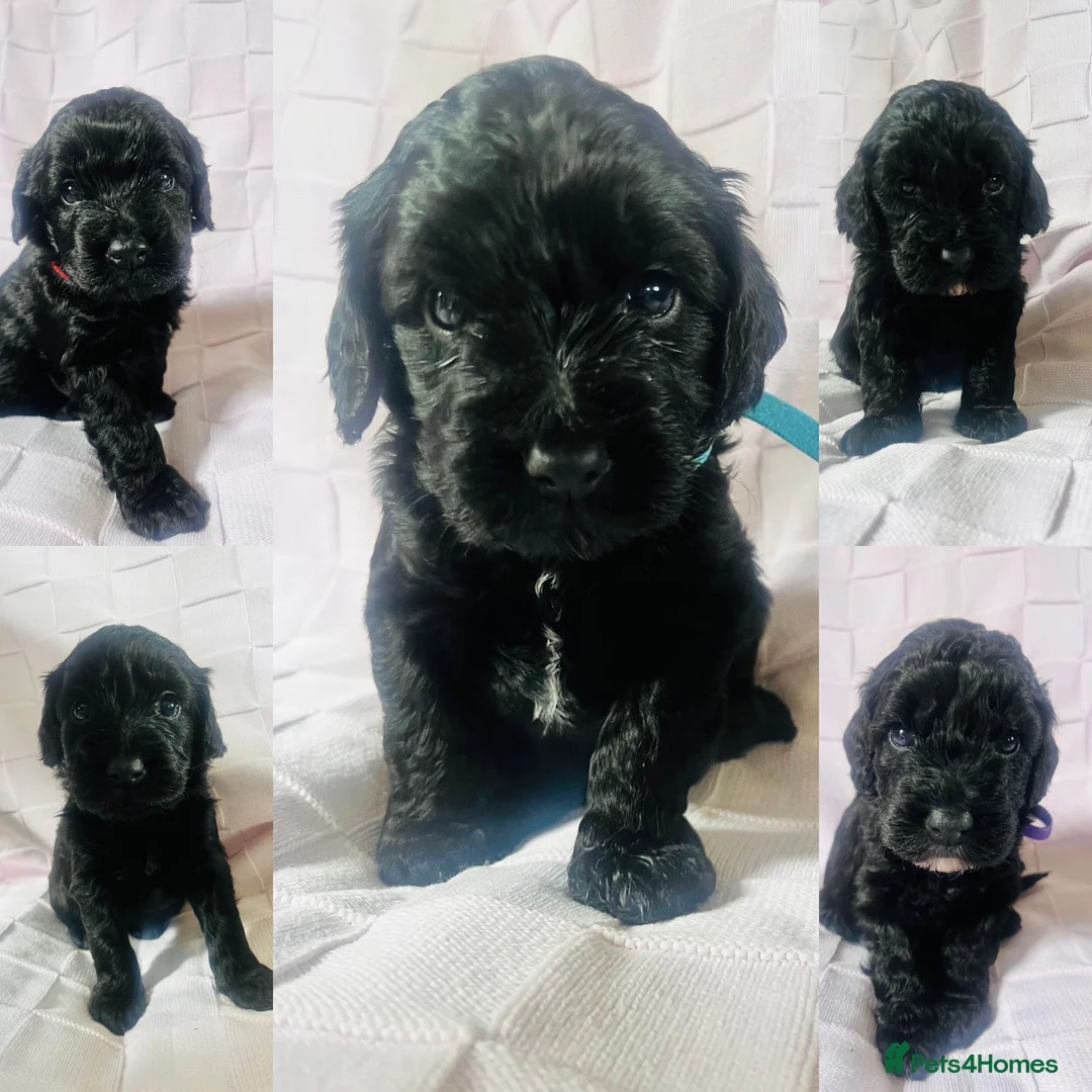 Cockapoo dogs for sale: Gorgeous Cockapoos Ready To Leave 16th May - Advert 1