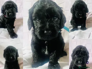 Cockapoo dogs Gorgeous Cockapoos Ready To Leave 16th May - Advert 14