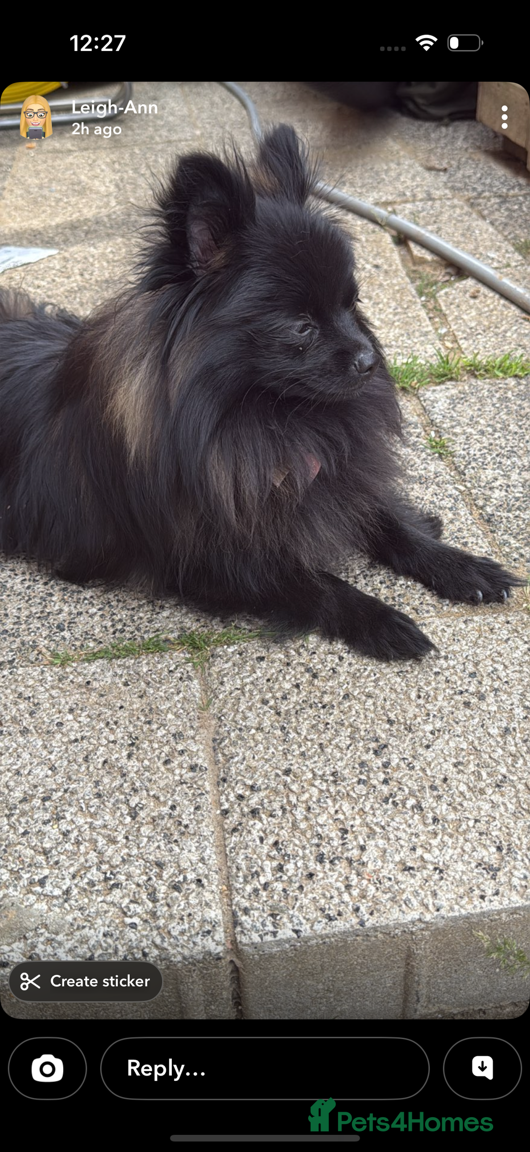 Pomeranian dogs for sale: 3 beautiful  **  teddy face Pomeranian puppies  - Advert 2