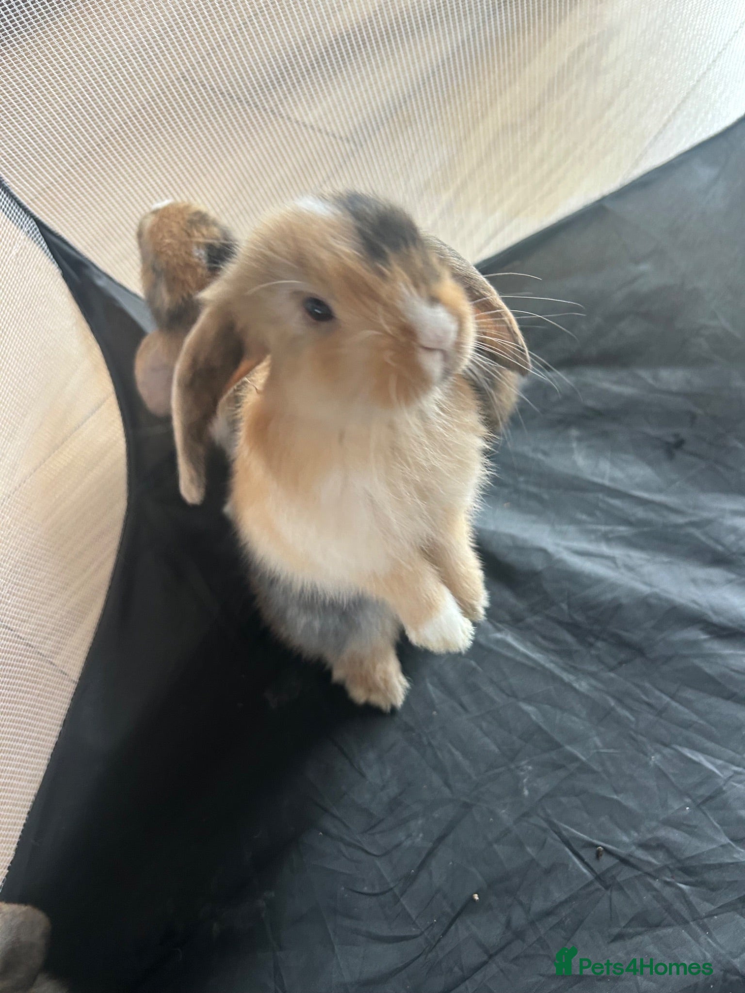 Mini Lop rabbits Mini lop Bunnies  - Advert 8