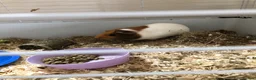 Guinea Pig rodents for sale: 2 female Guinea pigs  in Darlington - Advert 2