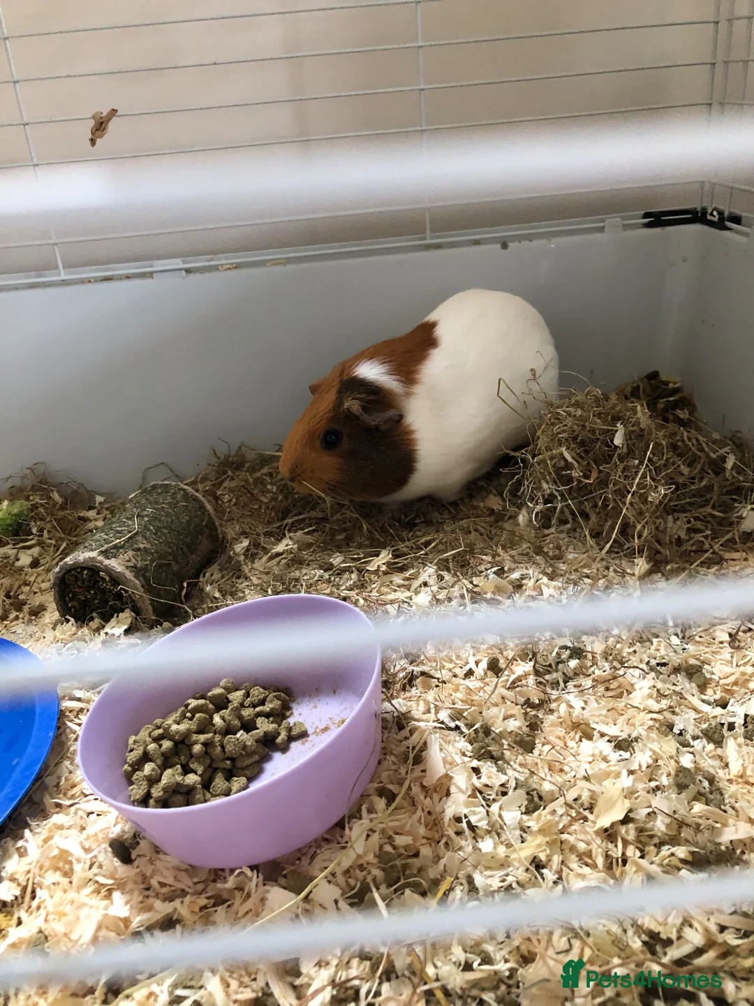 Guinea Pig rodents for sale: 2 female Guinea pigs  in Darlington - Advert 2