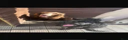 Cockapoo dogs for sale: F1 Cockapoo  - Advert 15
