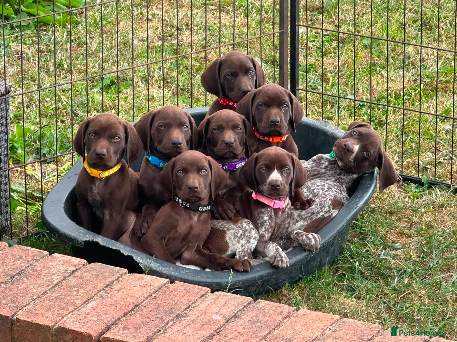 German Shorthaired Pointer dogs Beautiful German Shorthaired Pointer Pups - Advert 1