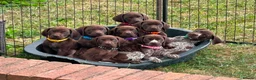 German Shorthaired Pointer dogs for sale: Beautiful German Shorthaired Pointer Pups in Spalding - Advert 1