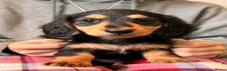 Miniature Dachshund dogs for sale: Long Haired - READY NOW. - Advert 14