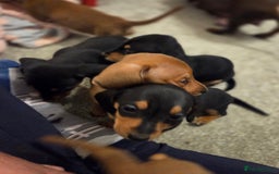 Miniature Dachshund dogs for sale: 10% legs 90% sass 100% lovable  - Image 10
