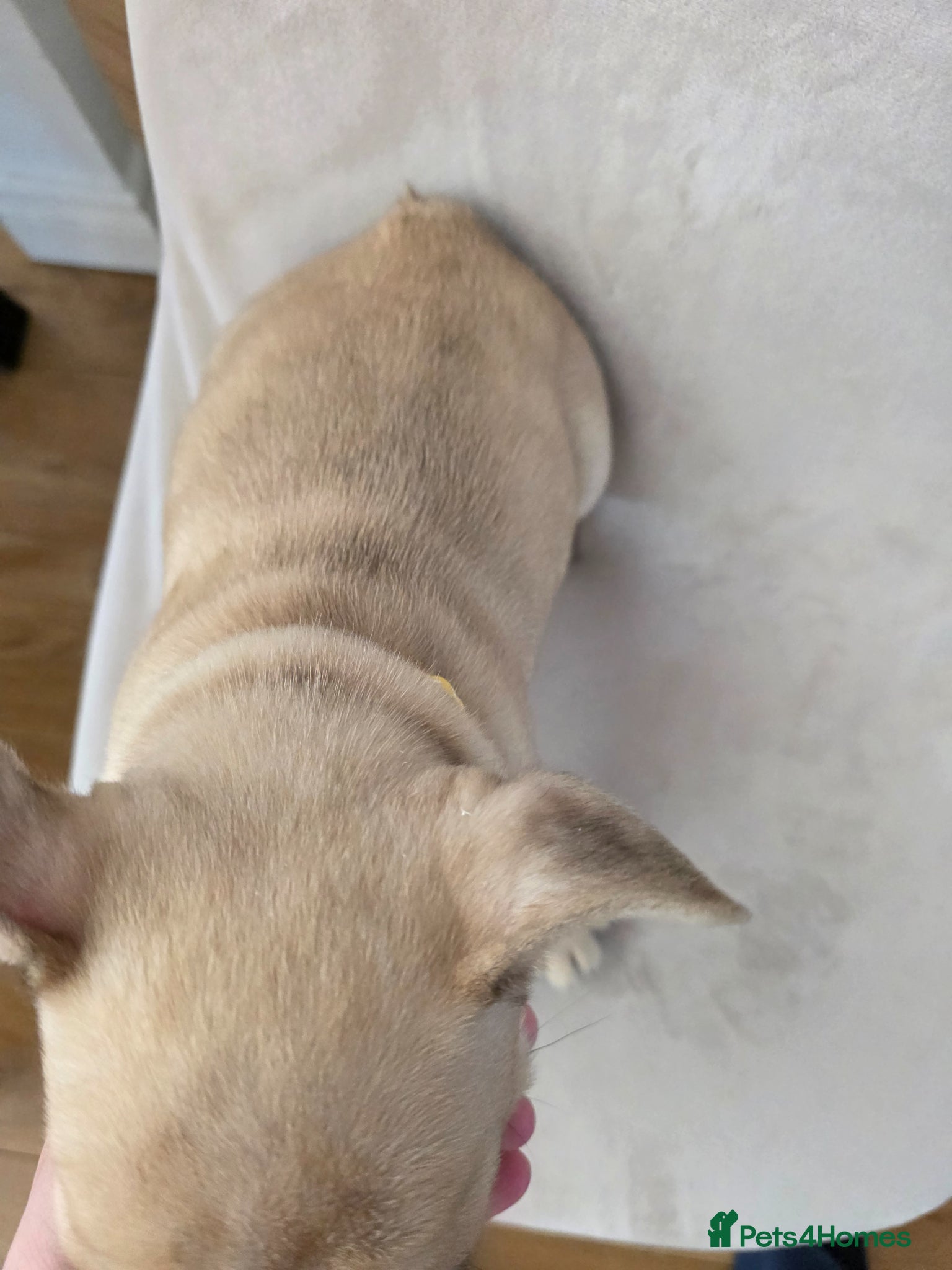 French Bulldog dogs for sale: 🐶 Puppies Ready for Their Forever Homes  - Advert 16