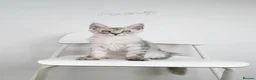 Maine Coon cats for sale:     Limited Summer Offer – Reduced Kitten Prices - Advert 13