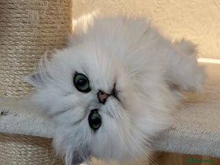 Scottish Fold cats 🐾 Adorable Pedigree Scottish Kittens! 🐾 - Advert 4