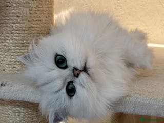 Scottish Fold cats 🐾 Adorable Pedigree Scottish Kittens! 🐾 - Advert 5