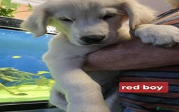 Golden Retriever dogs for sale: * 1 boy left *Golden Retriever Puppies KC Reg .  - Image 6