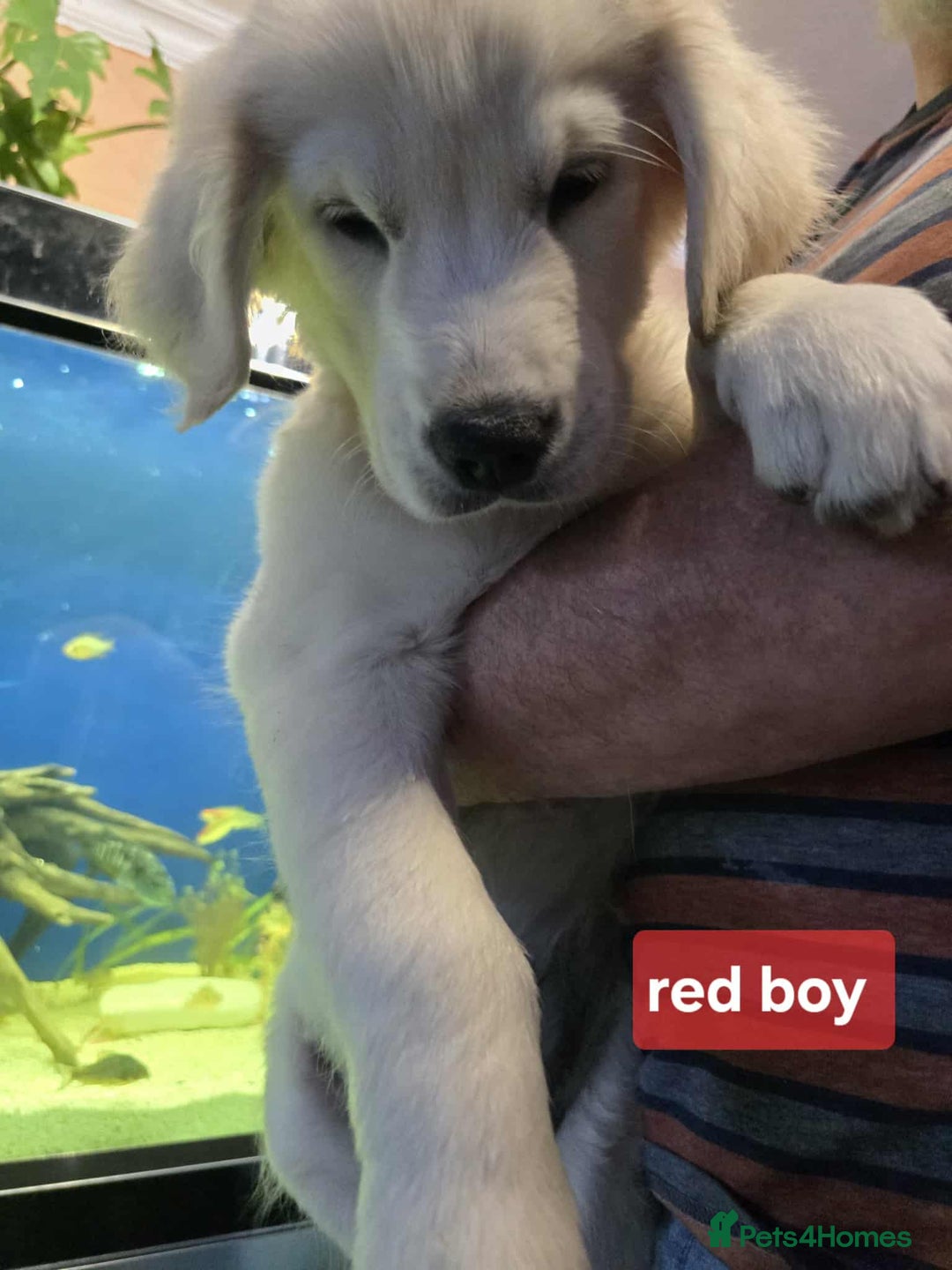 Golden Retriever dogs for sale: * 1 boy left *Golden Retriever Puppies KC Reg .  - Image 6