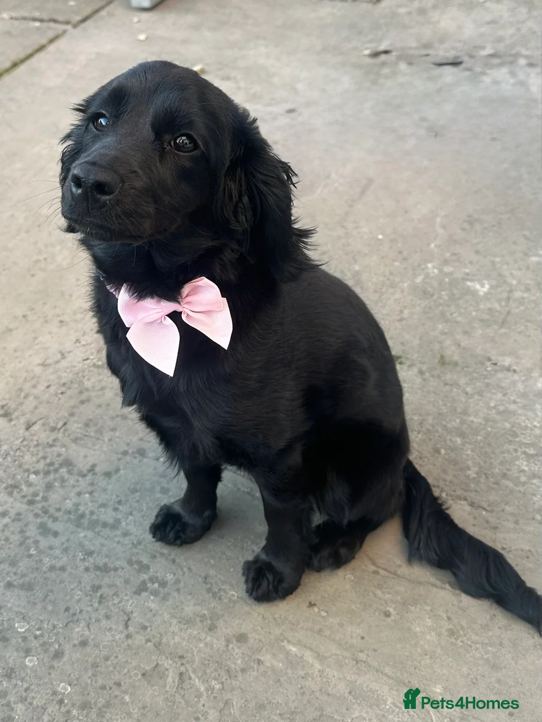Cockapoo dogs for adoption: 💔 Rehoming our beautiful Bella 💔 - Advert 1