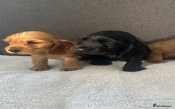 Cocker Spaniel dogs for sale: Beautiful Showtype cocker spaniels - Image 23
