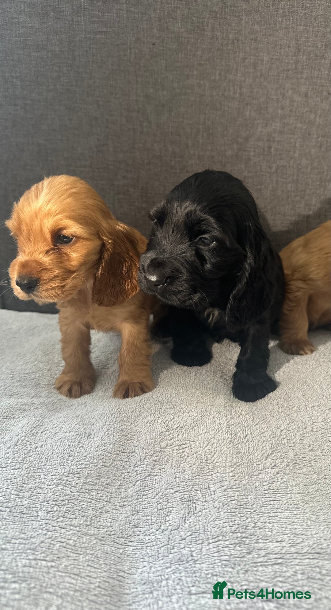 Cocker Spaniel dogs for sale: Beautiful Showtype cocker spaniels - Image 23